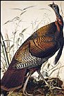 John James Audubon Wild Turkey painting